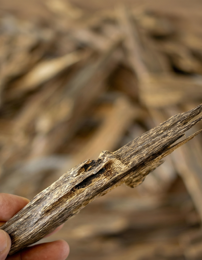 Grade AA+ Agarwood Oud Wood Chips and Nuggets – Natural Resin-Rich Aromatic Pieces